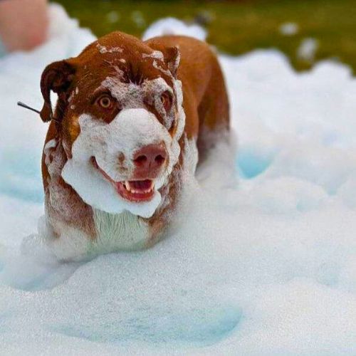 a dog playing in foam at a foam party.